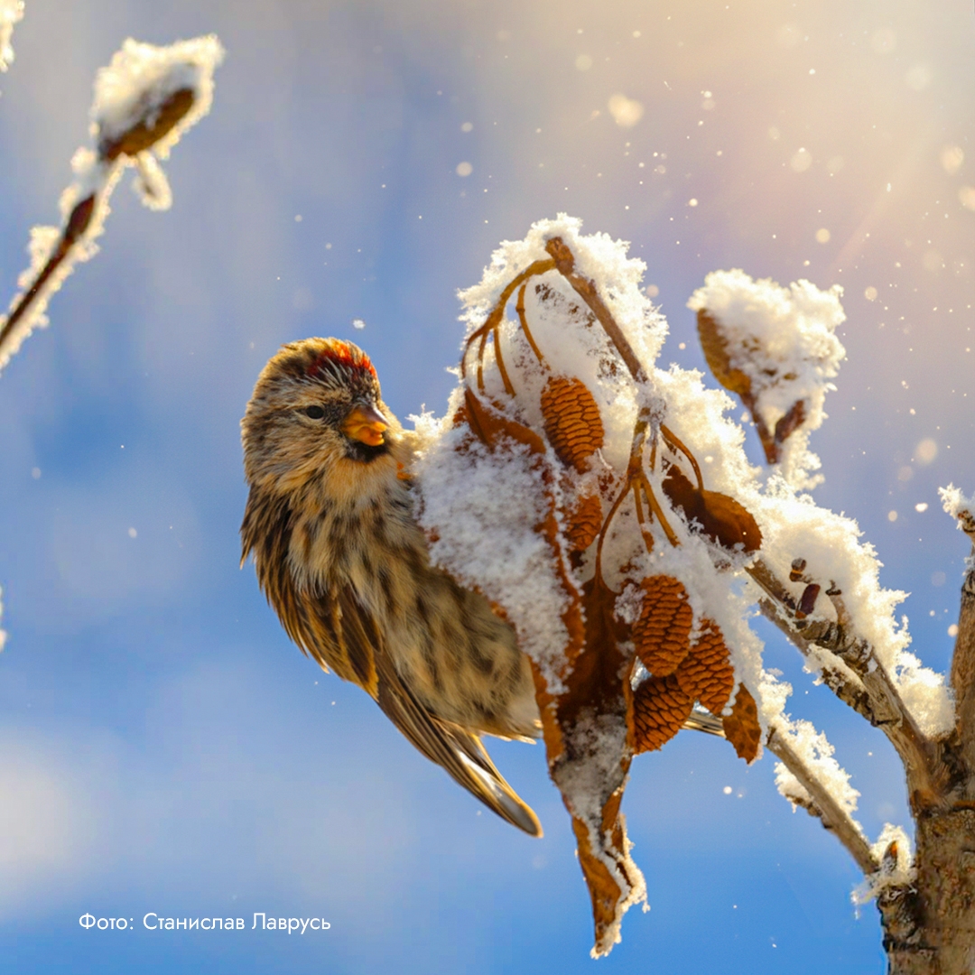 Приветствуем зиму и любуемся ее красотой! Несмотря на календарную очередность, во многие регионы зима пришла уже давно.