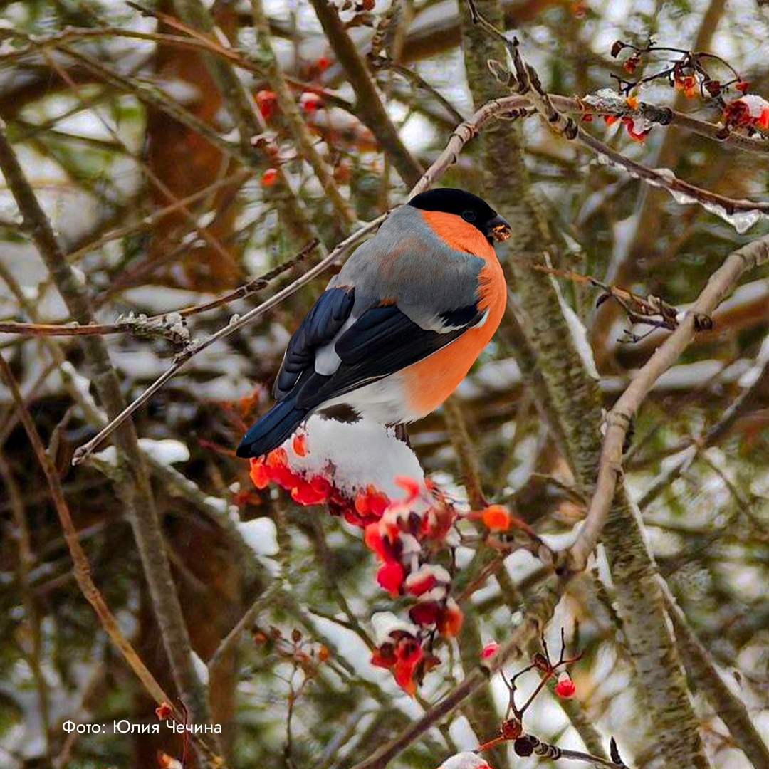 Приветствуем зиму и любуемся ее красотой! Несмотря на календарную очередность, во многие регионы зима пришла уже давно.