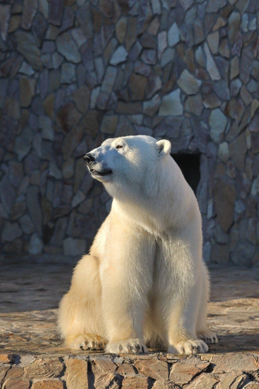 Хаарчаане — 9 лет! Главная снежинка Ленинградского зоопарка родилась в Якутии, переехала в Петербург ещё малышкой и с тех пор стала любимицей посетителей.