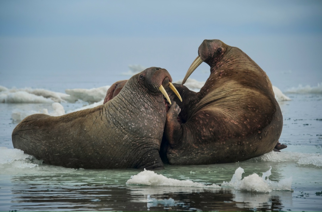Наш флот в деле Сахалинское морское пароходство (СахМП, входит в ГК «Дело») успешно завершило арктическую навигацию – 2025, доставив в рамках северного завоза…