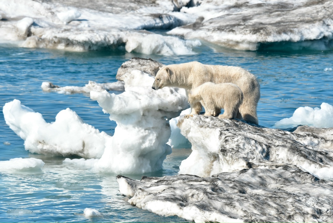 Наш флот в деле Сахалинское морское пароходство (СахМП, входит в ГК «Дело») успешно завершило арктическую навигацию – 2025, доставив в рамках северного завоза…