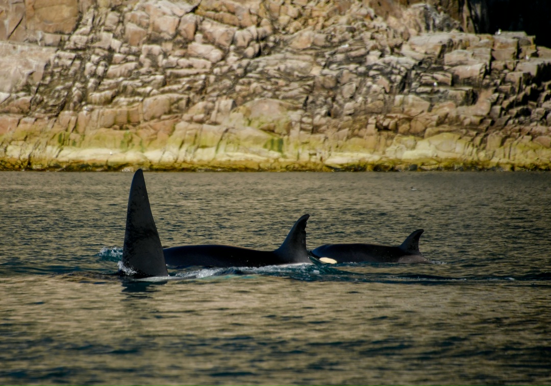 Наш флот в деле Сахалинское морское пароходство (СахМП, входит в ГК «Дело») успешно завершило арктическую навигацию – 2025, доставив в рамках северного завоза…