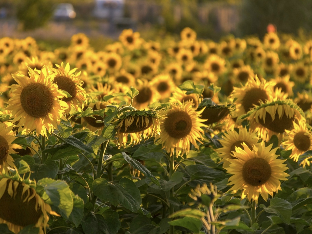 В январе-феврале экспортная пошлина на подсолнечное масло будет близка к ставке за декабрь (8214 руб./т, плюс 1401 руб. к ноябрю), или же повысится,…