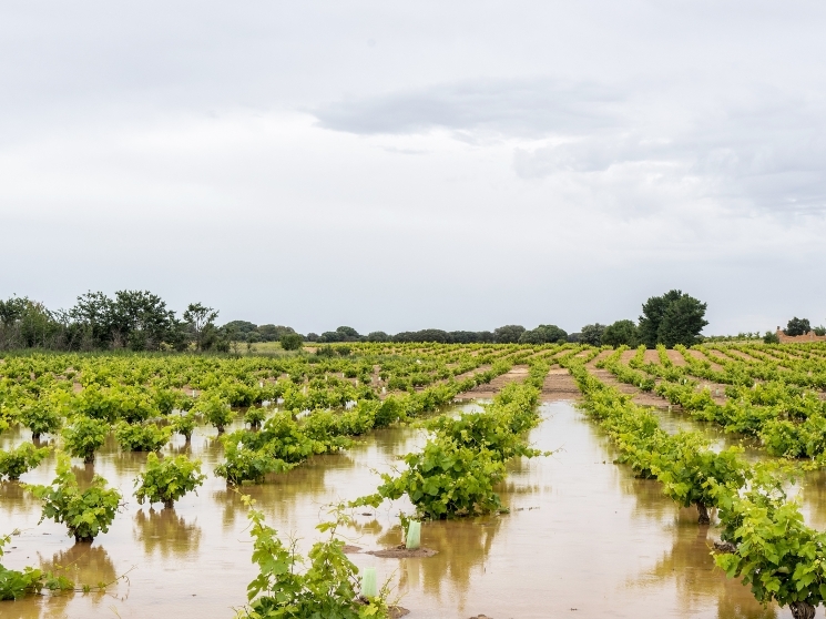 В условиях повышения непредсказуемости погодных сюрпризов все большее значение приобретает возможность возместить хотя бы часть потенциальных убытков