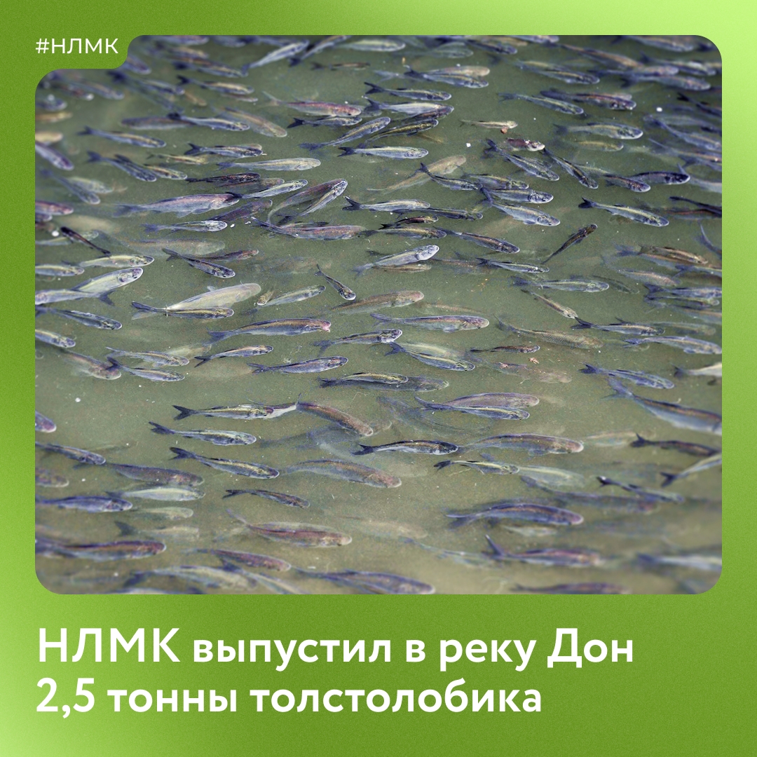 Мы выпустили в Дон 2,5 тонны мальков белого толстолобика.