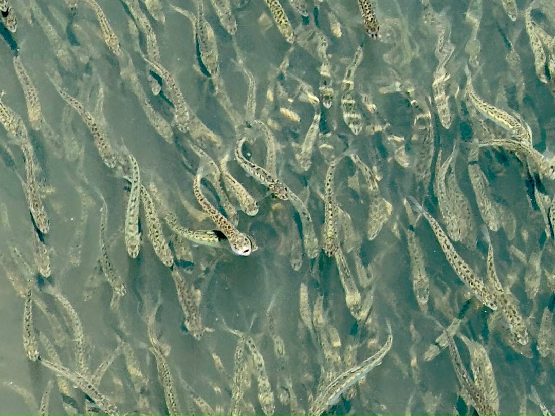 РусГидро выпустило в 2025 году более 7,5 млн мальков ценных пород рыб для зарыбления водоемов