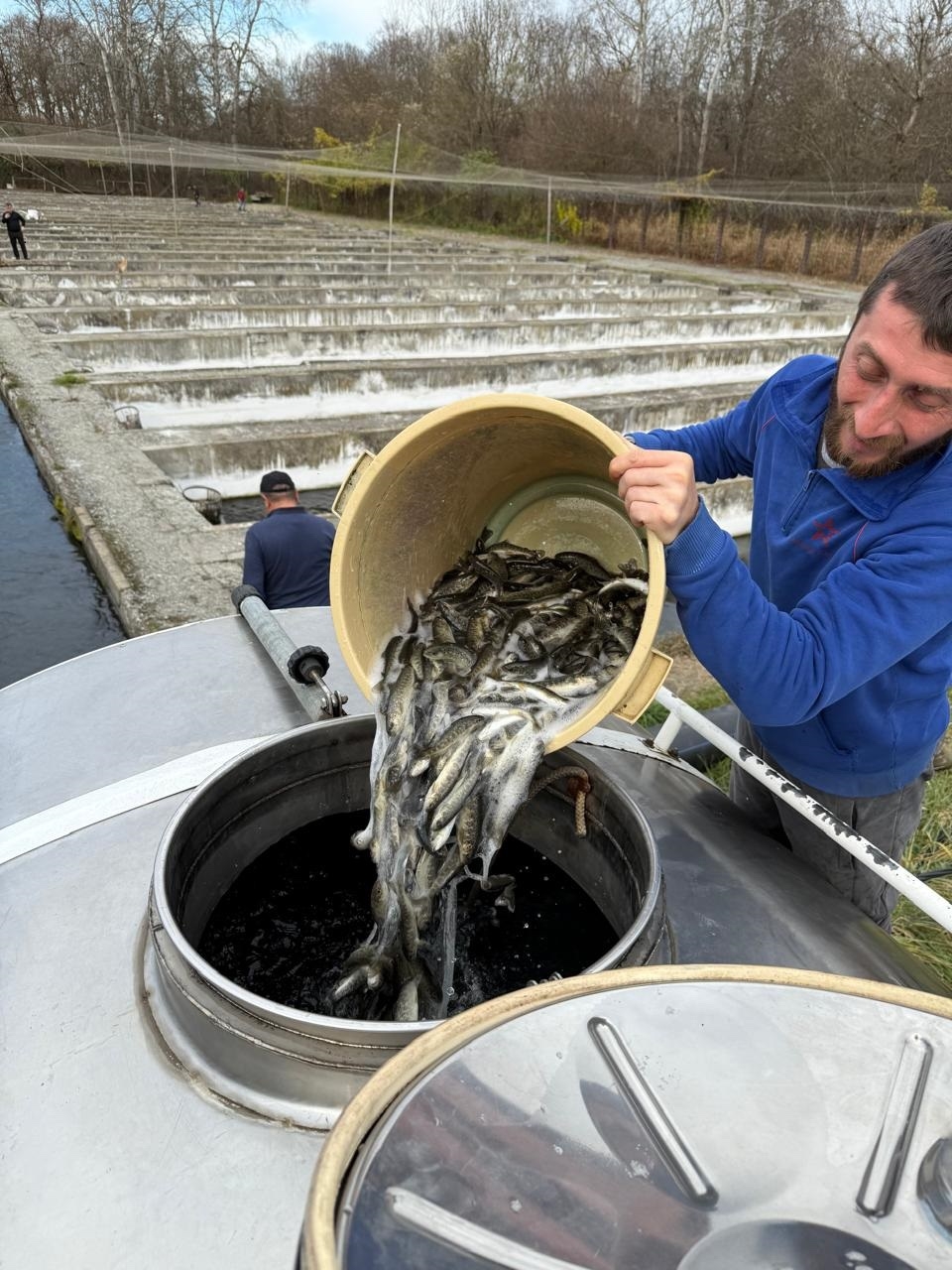 РусГидро выпустило в 2025 году более 7,5 млн мальков ценных пород рыб для зарыбления водоемов