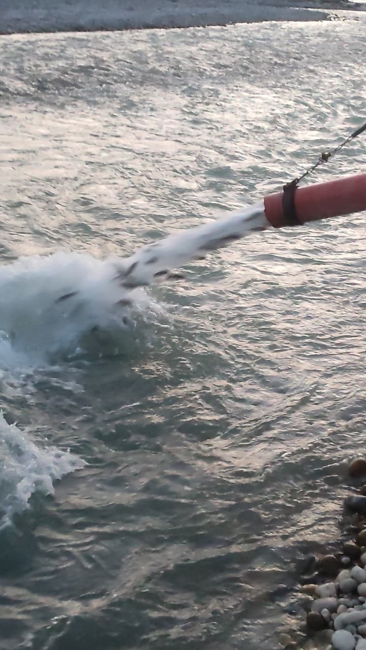 РусГидро выпустило в 2025 году более 7,5 млн мальков ценных пород рыб для зарыбления водоемов