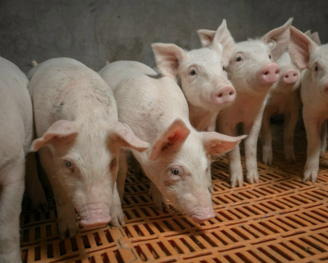 По итогам десяти месяцев этого года «Агроэко» произвела 87 тыс. т упакованной свинины - на 30% больше, чем за аналогичный период прошлого года (64 тыс. т)