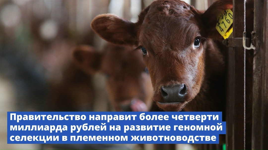 Правительство направит более четверти миллиарда рублей на развитие геномной селекции в племенном животноводстве.