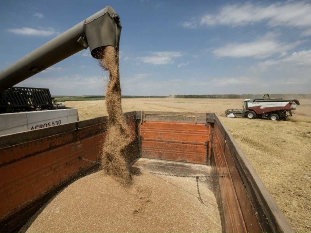 Если на начальном этапе уборки Институт конъюнктуры аграрного рынка (ИКАР) оценивал потенциальный урожай зерна в 2025-м примерно на уровне прошлого года (по…