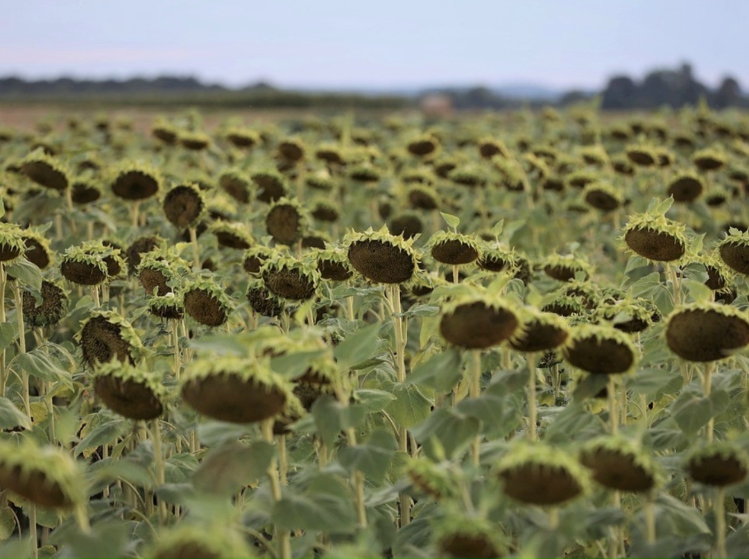 По прогнозу аналитического центра компании Ruseed, в декабре средняя цена производителей на подсолнечник может увеличиться до 35-35,5 тыс. руб./т (без НДС,…