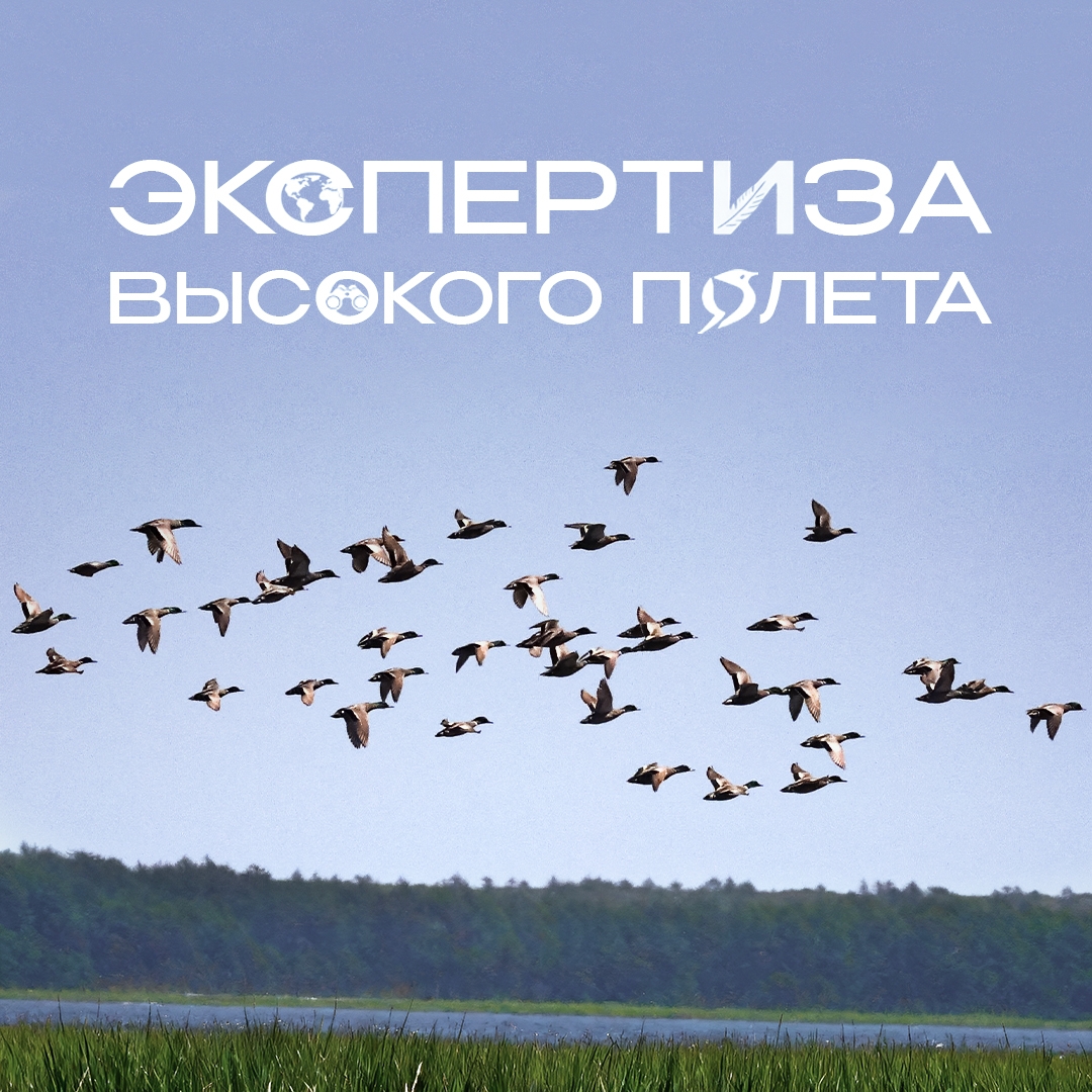 Проверено на орланах! На Дальнем Востоке ученые провели масштабное исследование редких птиц