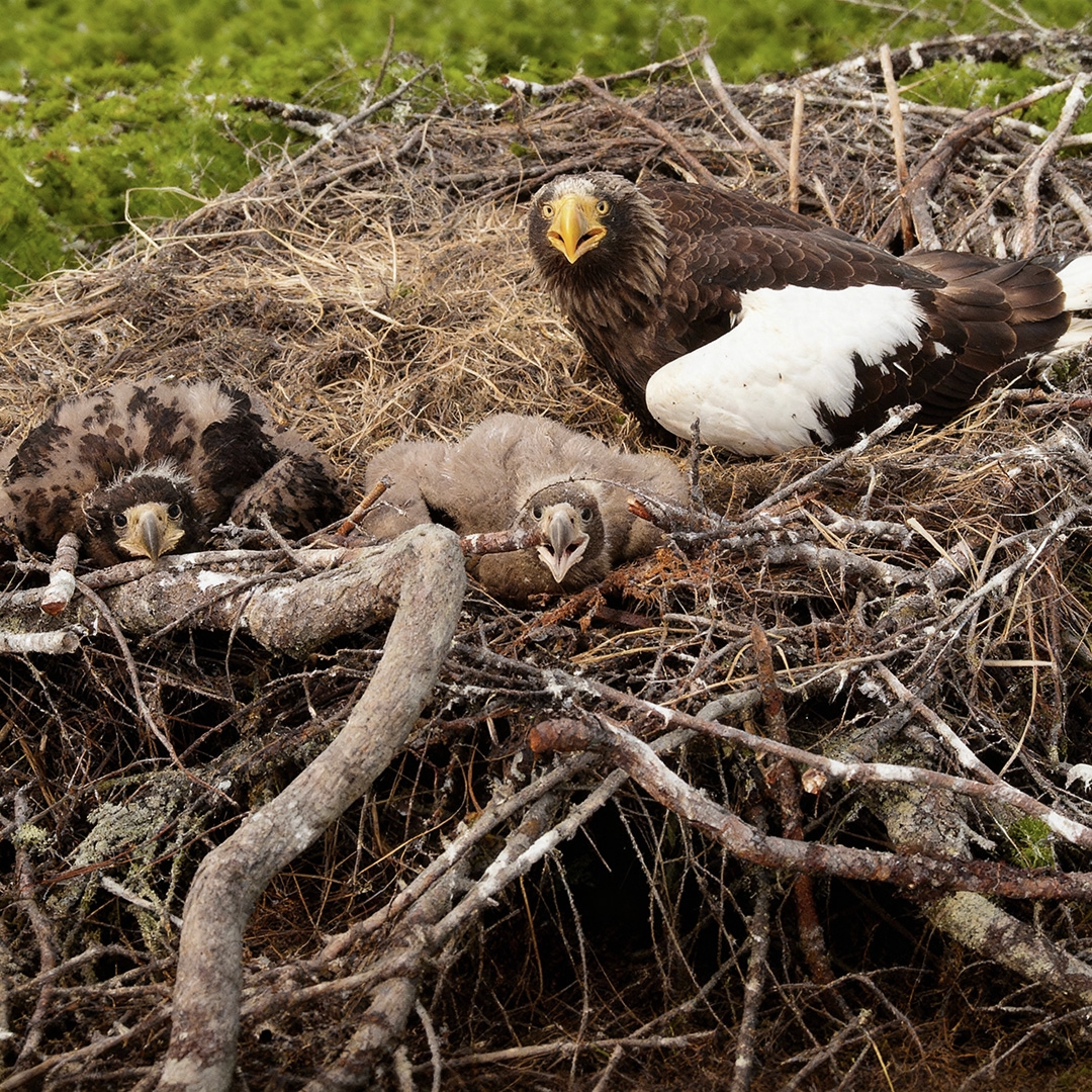 Проверено на орланах! На Дальнем Востоке ученые провели масштабное исследование редких птиц