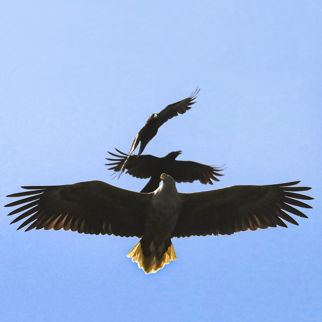 Проверено на орланах! На Дальнем Востоке ученые провели масштабное исследование редких птиц