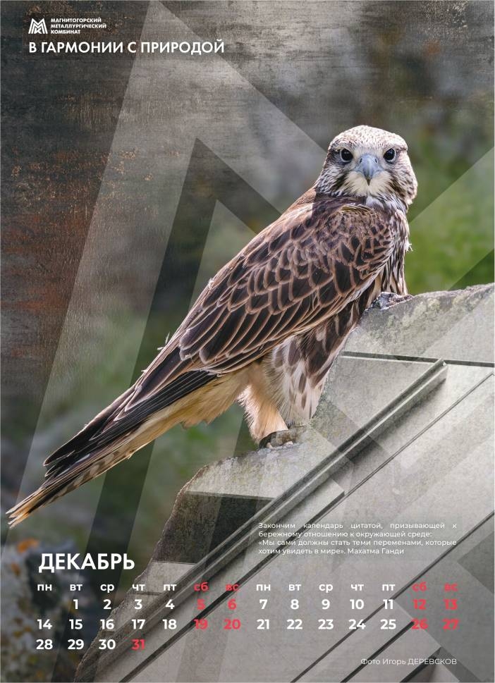 ММК выпустил корпоративный календарь на 2026 год — и он получился особенным. Главный герой — сокол-балобан, редкая птица, почти исчезнувшая с Урала.