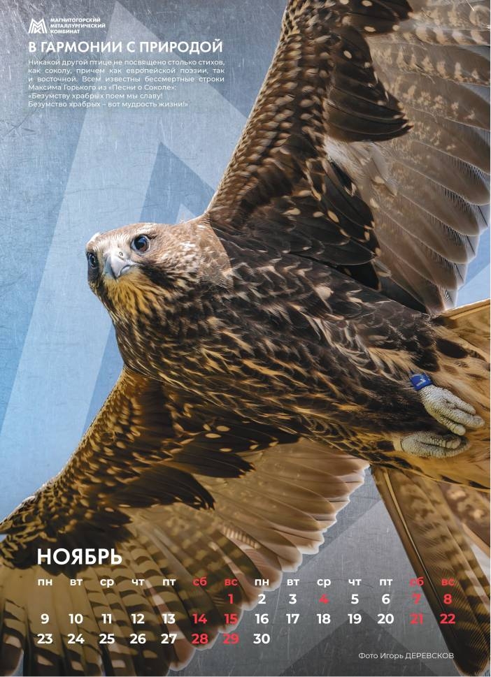 ММК выпустил корпоративный календарь на 2026 год — и он получился особенным. Главный герой — сокол-балобан, редкая птица, почти исчезнувшая с Урала.