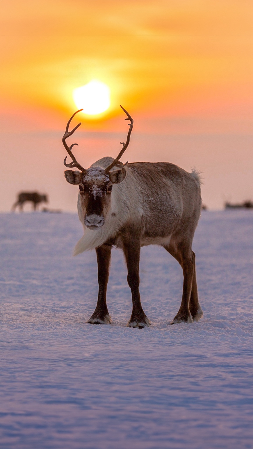 Этих пушистых обитателей тундры иногда встречают наши вахтовики и не могут оторвать глаз.