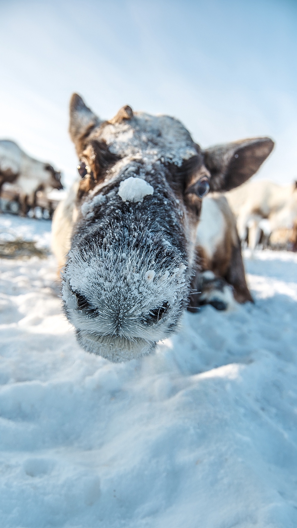 Этих пушистых обитателей тундры иногда встречают наши вахтовики и не могут оторвать глаз.