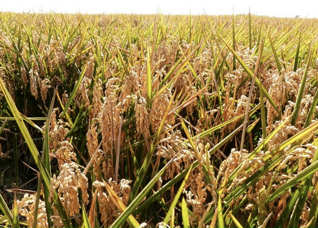 Предприятия «Агрокомплекса» им. Н. И. Ткачева собрали 187,3 тыс. т риса, что на 4% ниже валового сбора 2024 года, средняя урожайность сельхозкультуры на уровне…