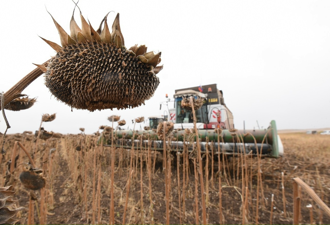 Саратовская область заняла первое место в России по валовому сбору подсолнечника, урожай превысил 2,1 млн т – на 10% больше показателя прошлого года, сообщил…
