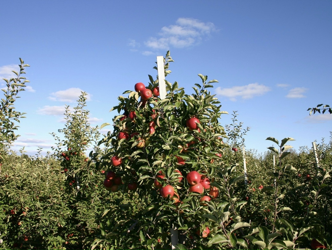 По прогнозу Центра отраслевой экспертизы (ЦОЭ) Россельхозбанка, в этом году сбор семечковых культур в индустриальном секторе составит 1,9 млн т – на 26%…