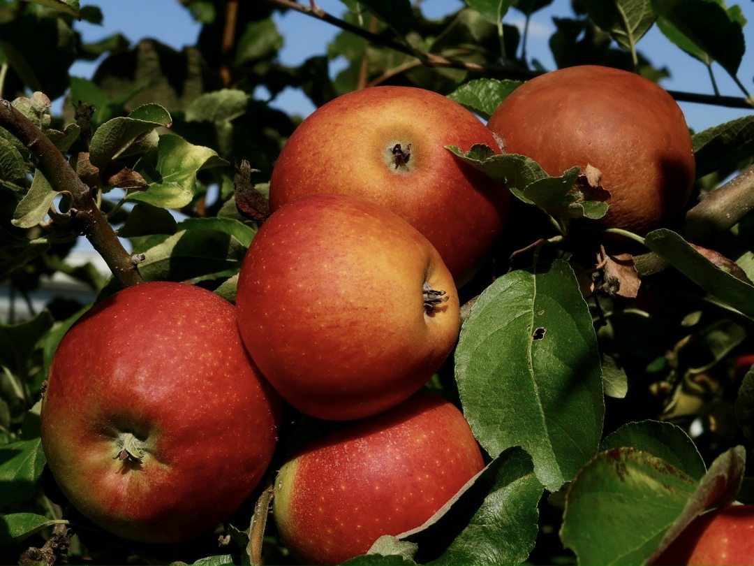 Урожай товарных яблок в этом году составит около 2 млн т – примерно как в 2023 году, рассказал «Агроинвестору» президент Ассоциации садоводов России Игорь…