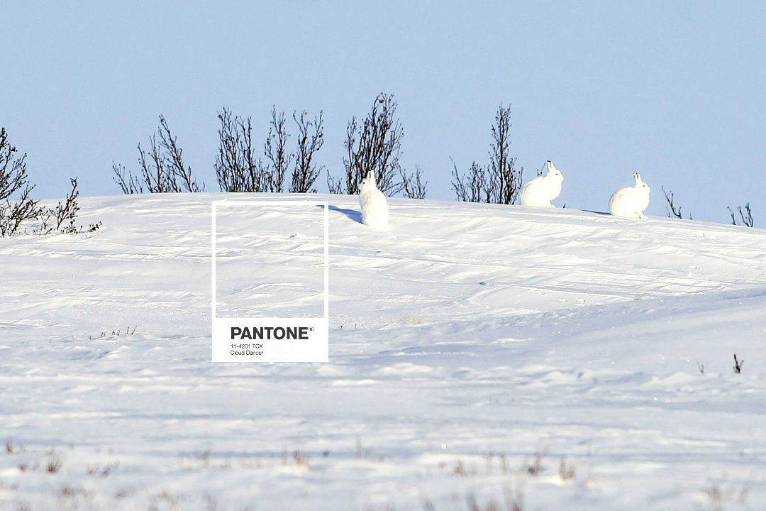 Арктические пейзажи — в рекомендациях Pantone