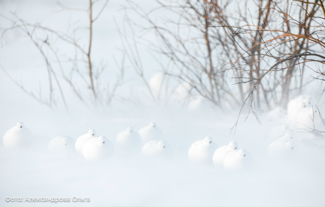 Арктические пейзажи — в рекомендациях Pantone