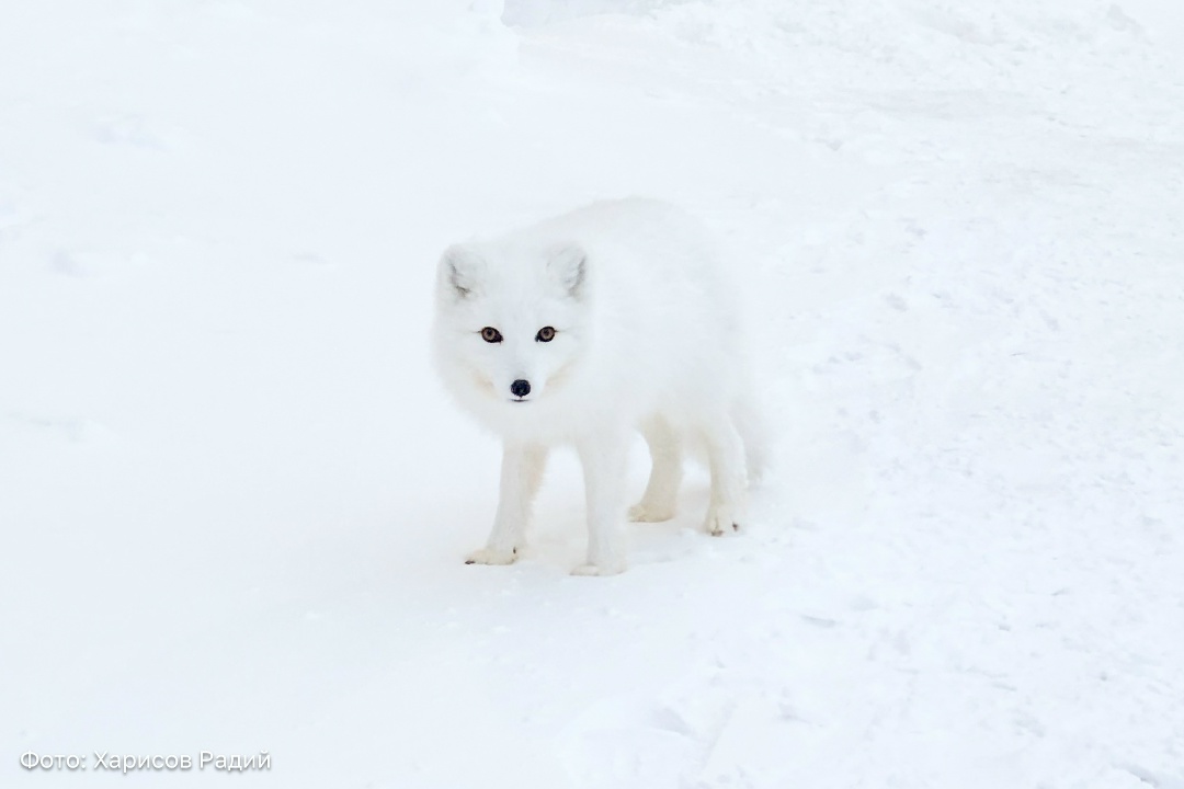 Арктические пейзажи — в рекомендациях Pantone