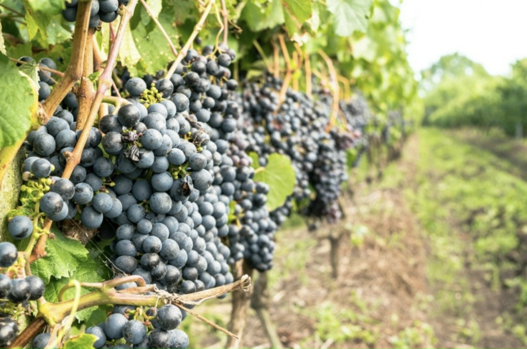 В этом году на поддержку виноградарства и виноделия было выделено около 4 млрд руб