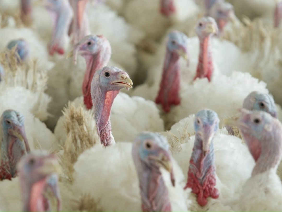 Индейководство в России продолжает динамично развиваться, несмотря на сложности. Так, к 2030 году подотрасль произведет 650 тыс. т мяса индейки, а по итогам…