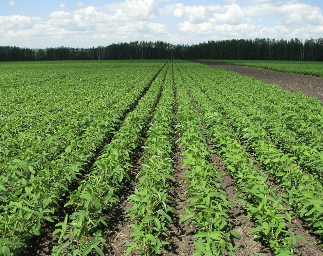 Динамика инвестиций в растениеводство в физическом объеме (в единицах техники, квадратных метрах и т.п.) сокращается на протяжении четырех лет. За девять…