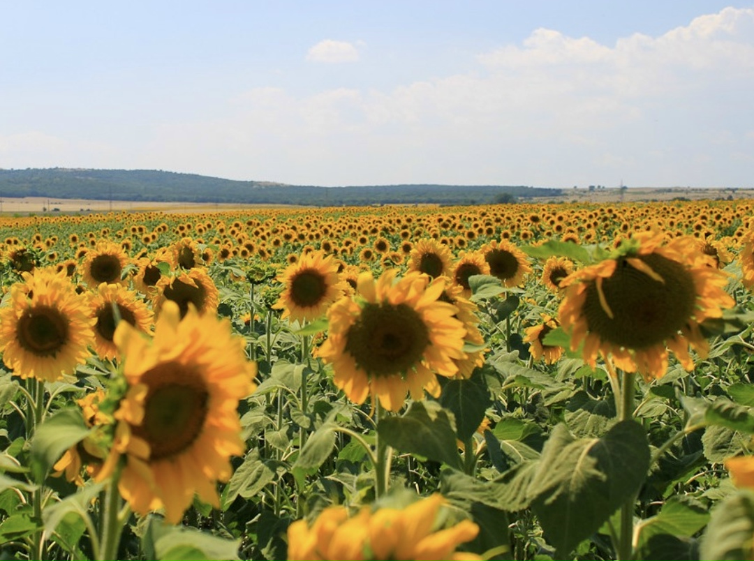Согласно декабрьскому прогнозу Иностранной сельскохозяйственной службы Минсельхоза США (FAS USDA), в этом сезоне Россия станет крупнейшим поставщиком…