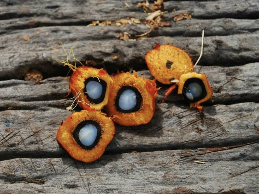 Действующие законы, регулирующие производство, перевозку, хранение и использование пальмового масла, обеспечивают поступление на рынок безопасной продукции.…