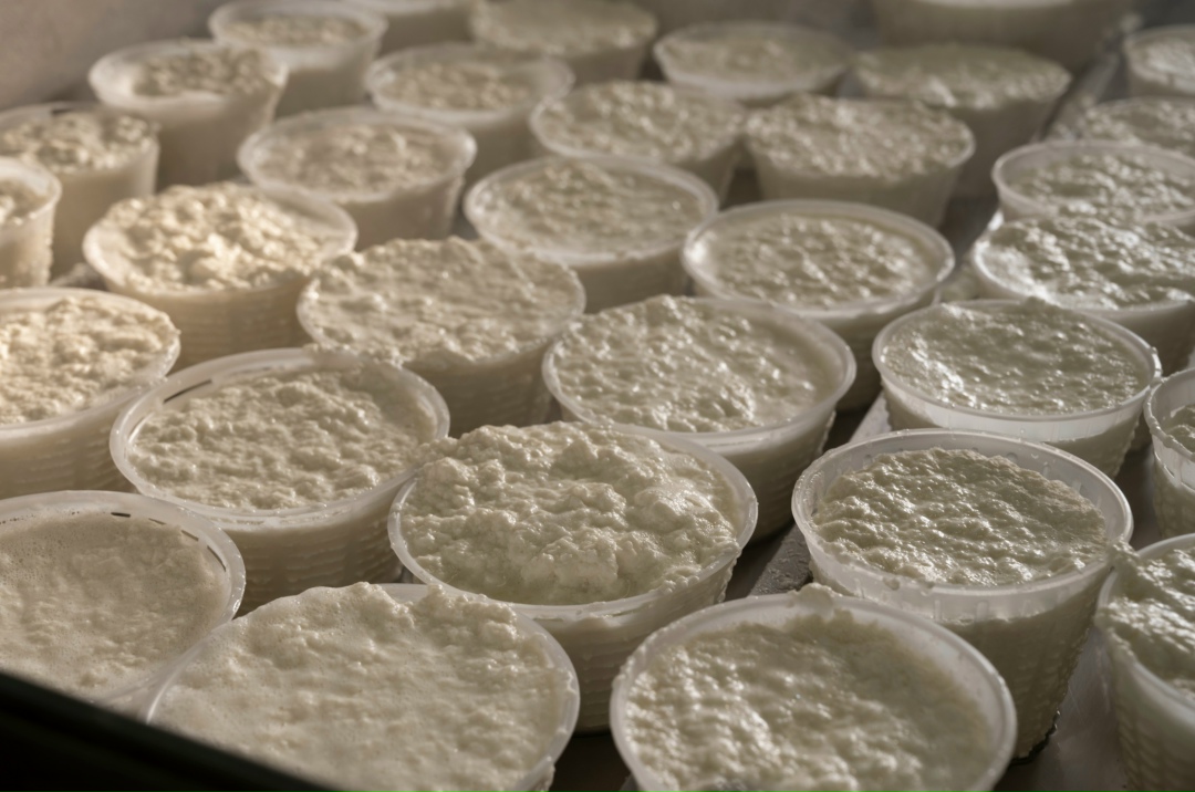 Холдинг «АгриВолга» (входит в ГК «Васта») планирует в первом полугодии 2026 года ввести в эксплуатацию в Угличе биофабрику по производству заквасок для…