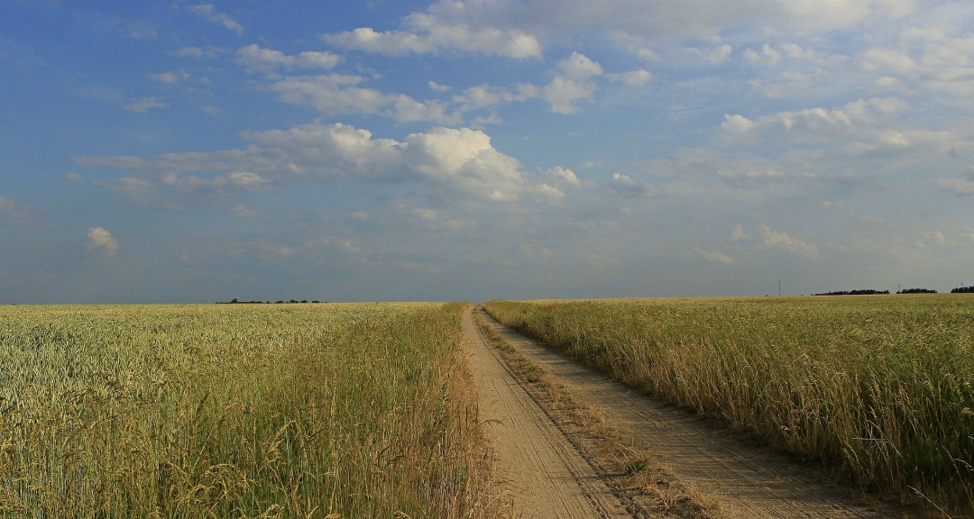 В Ростовской области около 117 тыс. га посевов (14%) заселены карантинными вредителями и сорняками, а также заражены болезнями, показал фитосанирный мониторинг…