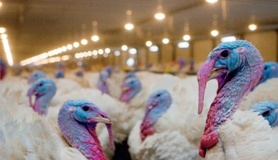 Группа компаний «Дамате», крупнейший производитель индейки в России, запустила второй из двух птицеводческих блоков в Пензенской области. Он включает 32…