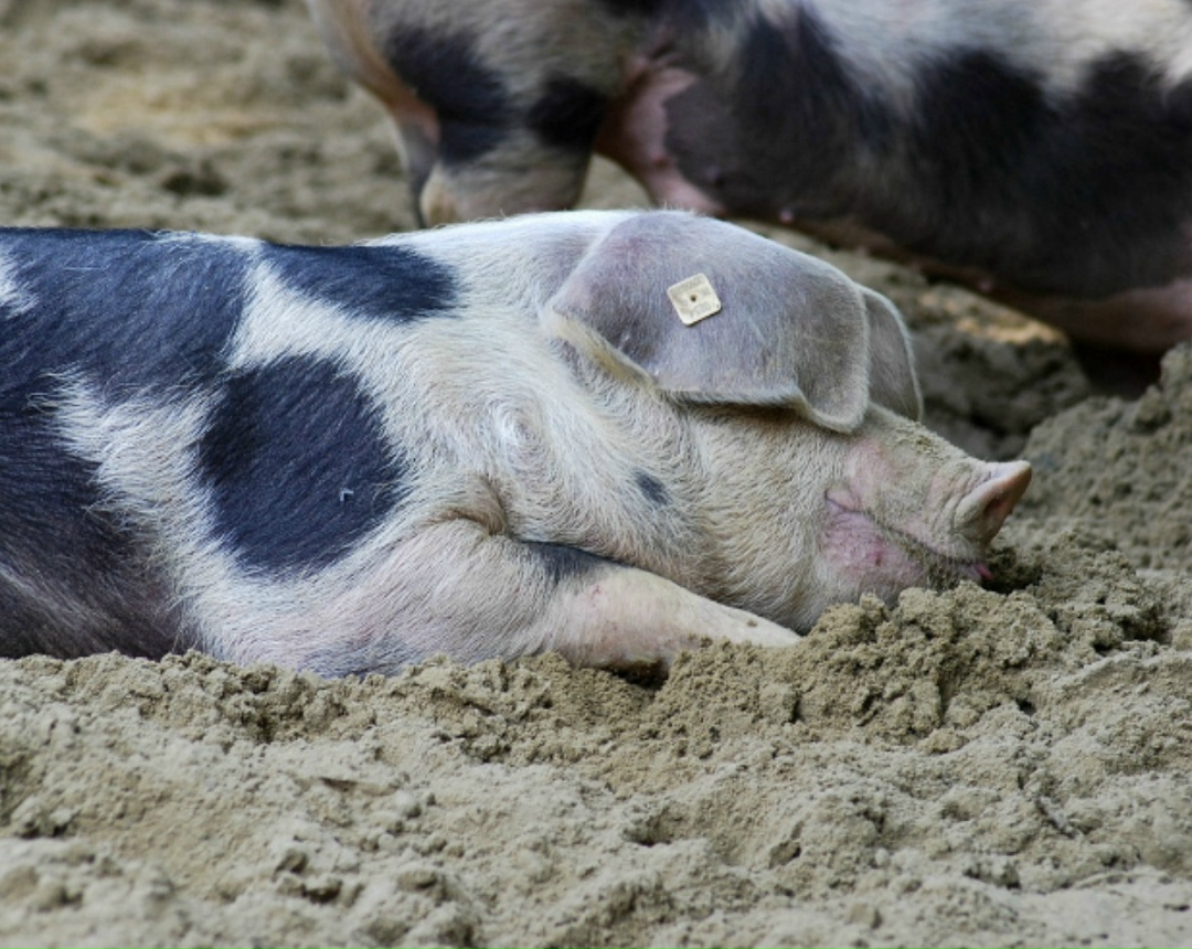 Российский антитеррористический страховой пул (РАТСП, объединение страховых и перестраховочных компаний для организации страховой защиты от различных рисков…