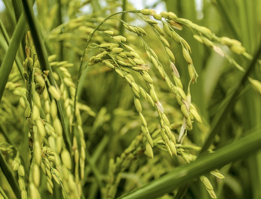 Урожай риса в Краснодарском крае в этом году составил 869,9 тыс. т в бункерном весе при посевной площади в 113,3 тыс. га и средней урожайности в 76,8 ц/га —…