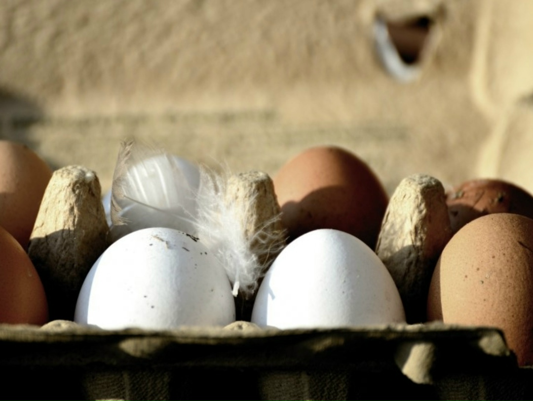 В январе-сентябре 2025 года рентабельность производства яиц составила всего 5,5%, следует из данных Росстата. Год назад этот показатель был в семь раз больше —…