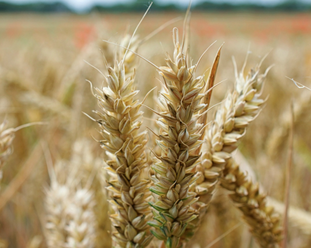 Стоимость пшеницы в России в начале 2026 года, скорее всего, не будет расти из-за перенасыщенности мирового зернового рынка. Такой прогноз журналу Поле РФ…