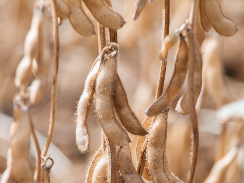 ЭН Аргумент: весомый довод в пользу прибыли