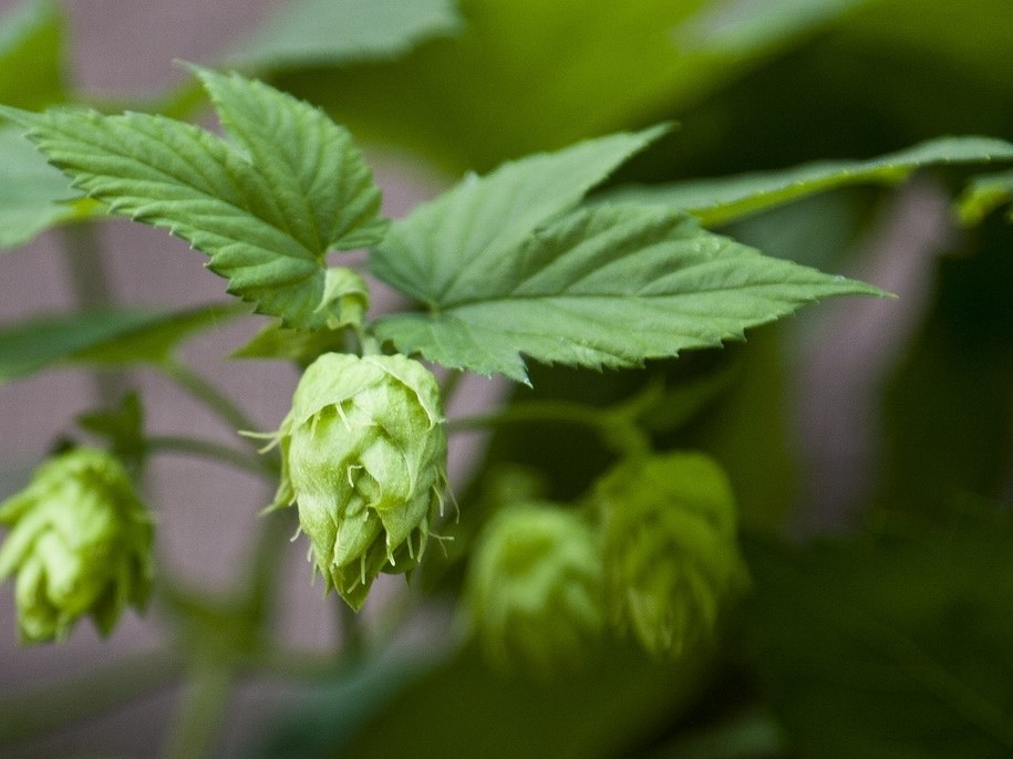 Урожай хмеля в Чувашии составил 302,7 т, выпуск гранулированного хмеля — 255 т, сообщила пресс-службе главы республики Олега Николаева. Урожайность хмеля…