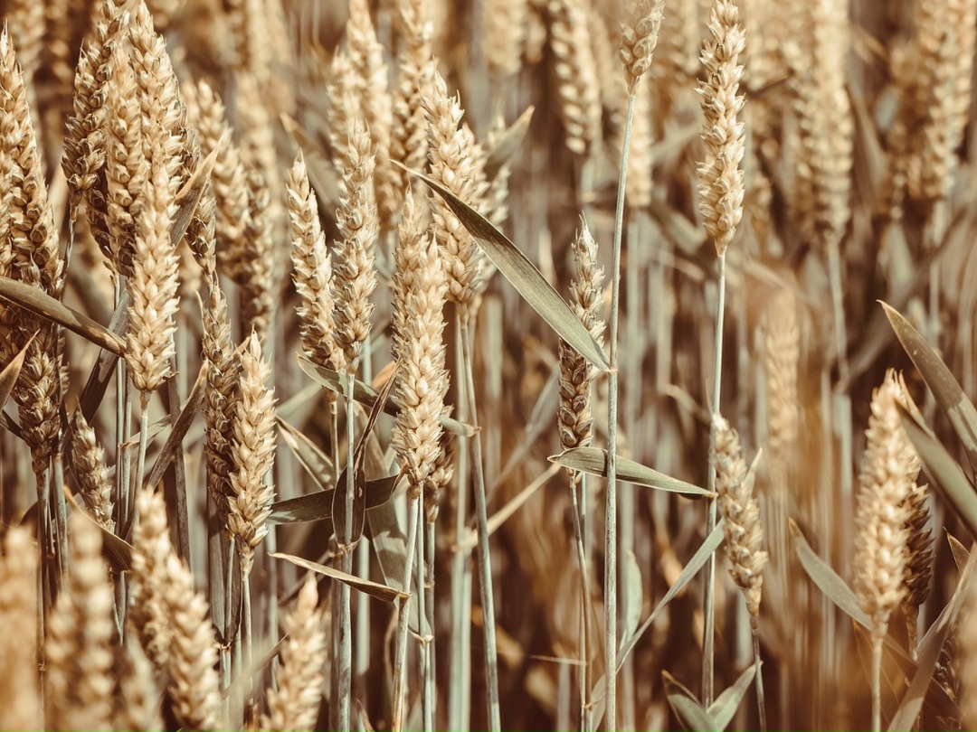 Полевые работы находятся в завершающей стадии: зерновые и зернобобовые обмолочены с 97,5% площади, собрано более 147 млн т зерна в бункерном весе, сообщила…