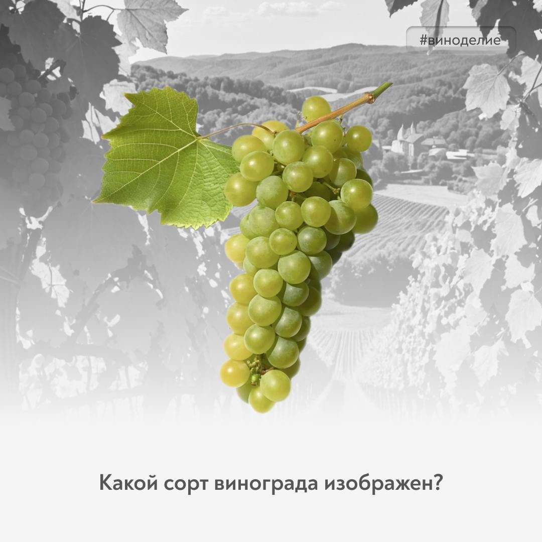 Идеален для шампанского Сегодняшний герой нашей рубрики #винный_квиз – благородный сорт винограда, покоривший сердца многих.