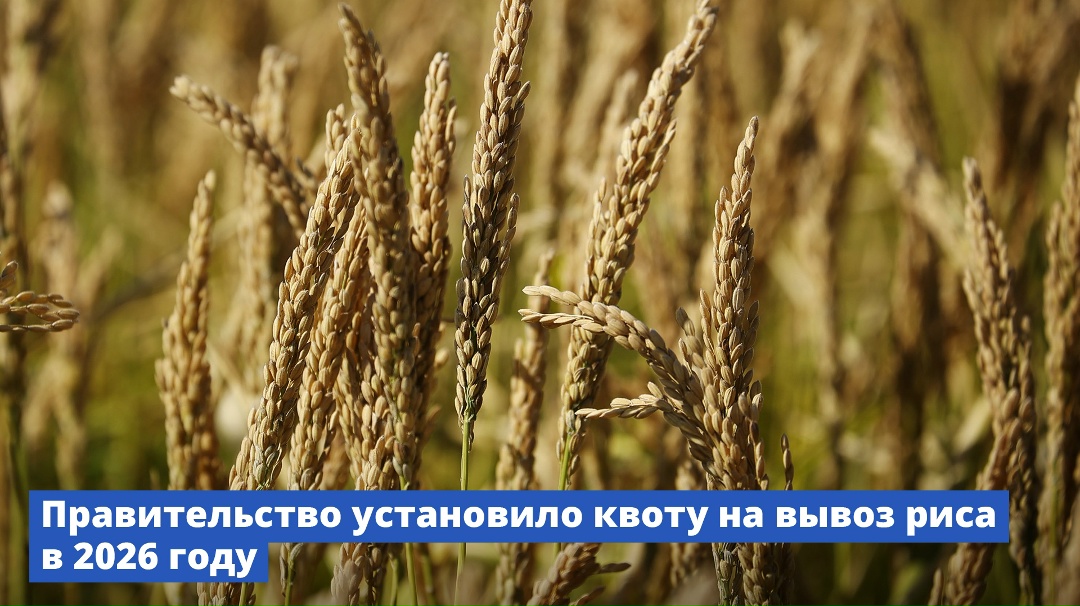Правительство установило квоту на вывоз риса в 2026 году.