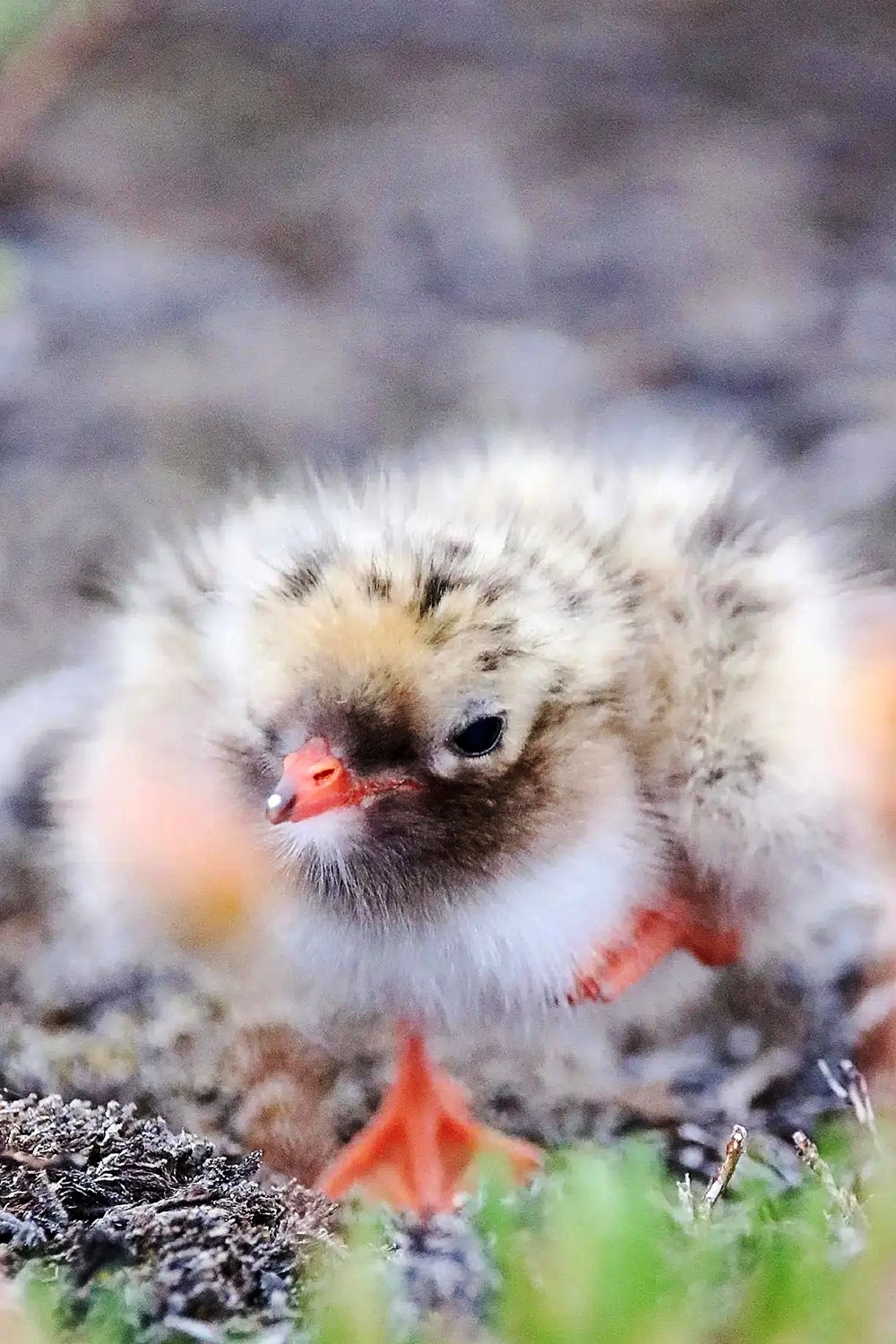 Такой крошка, а уже большой начальник