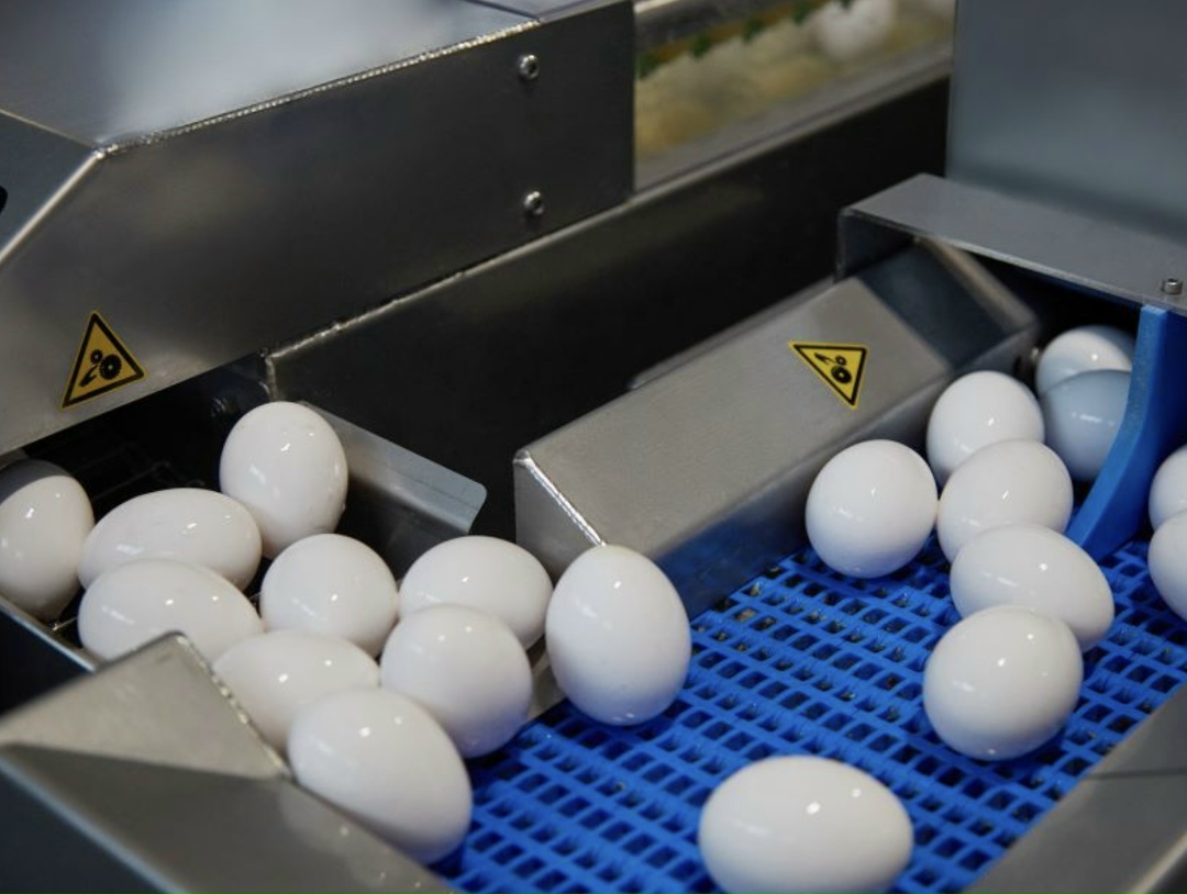 На прошлой неделе птицефабрика «Волжанин» — третий в России и крупнейший в ЦФО производитель столового куриного яйца — уведомила контрагентов о прекращении…