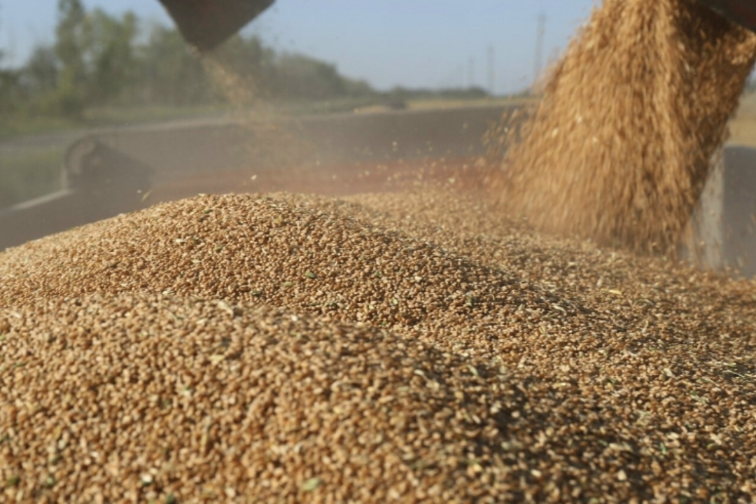 По прогнозу аналитического центра «СовЭкон», урожай пшеницы в следующем году составит 83,8 млн т против 88,8 млн т в этом